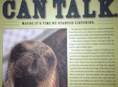 The Marine Mammal Center: Brand Strategy and Execution